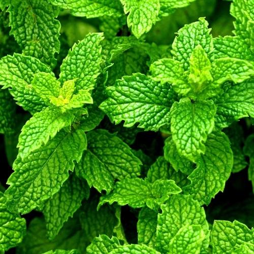  Natural Peppermint